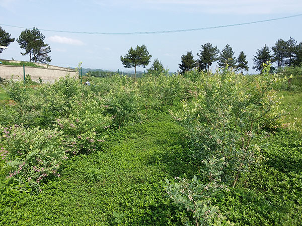 as
